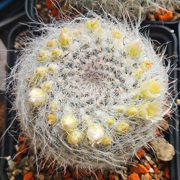 Mammillaria hahniana v. albiflora